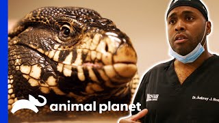 Dr. Ross Saves A Tegu Lizard's Life | The Vet Life