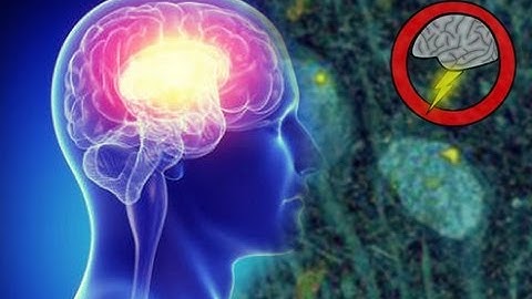 Embryonic Neurons Could Renew the Brain (Brainstorm Ep113)