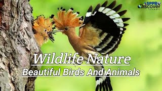 Wildlife Nature: Beautiful Birds And Animals Of Our Planet