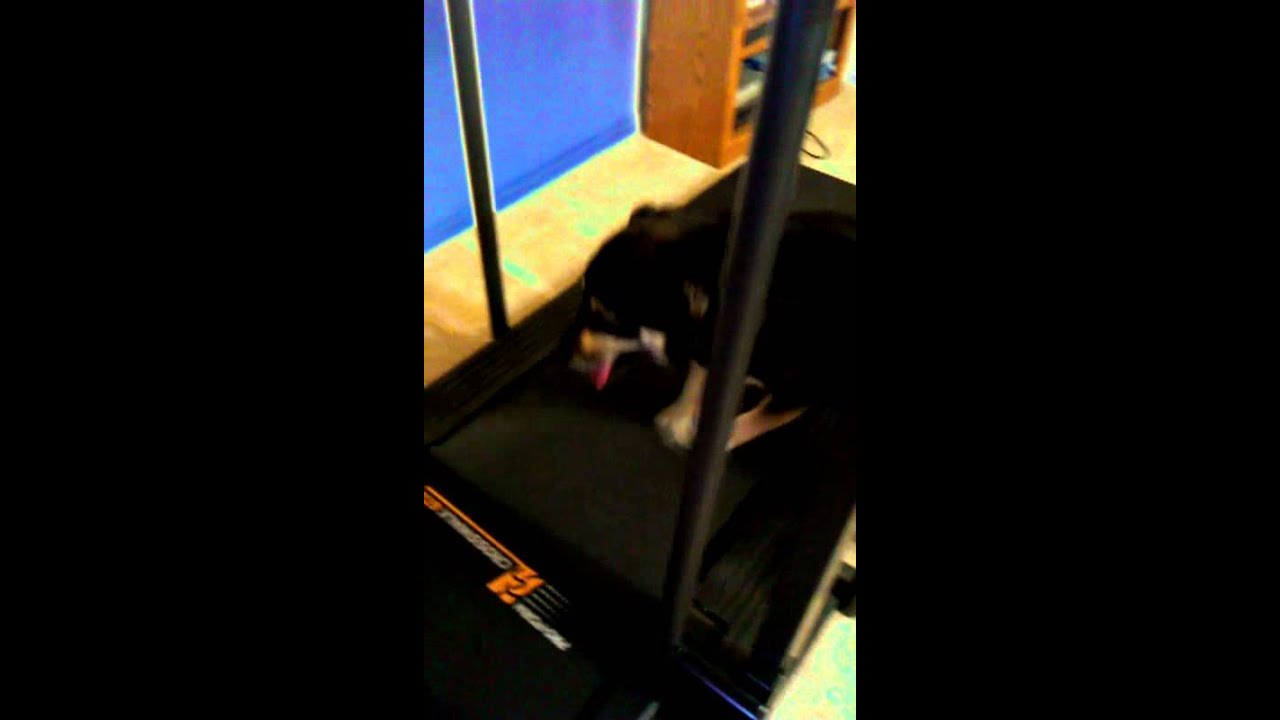 The Treadmill Dog YouTube