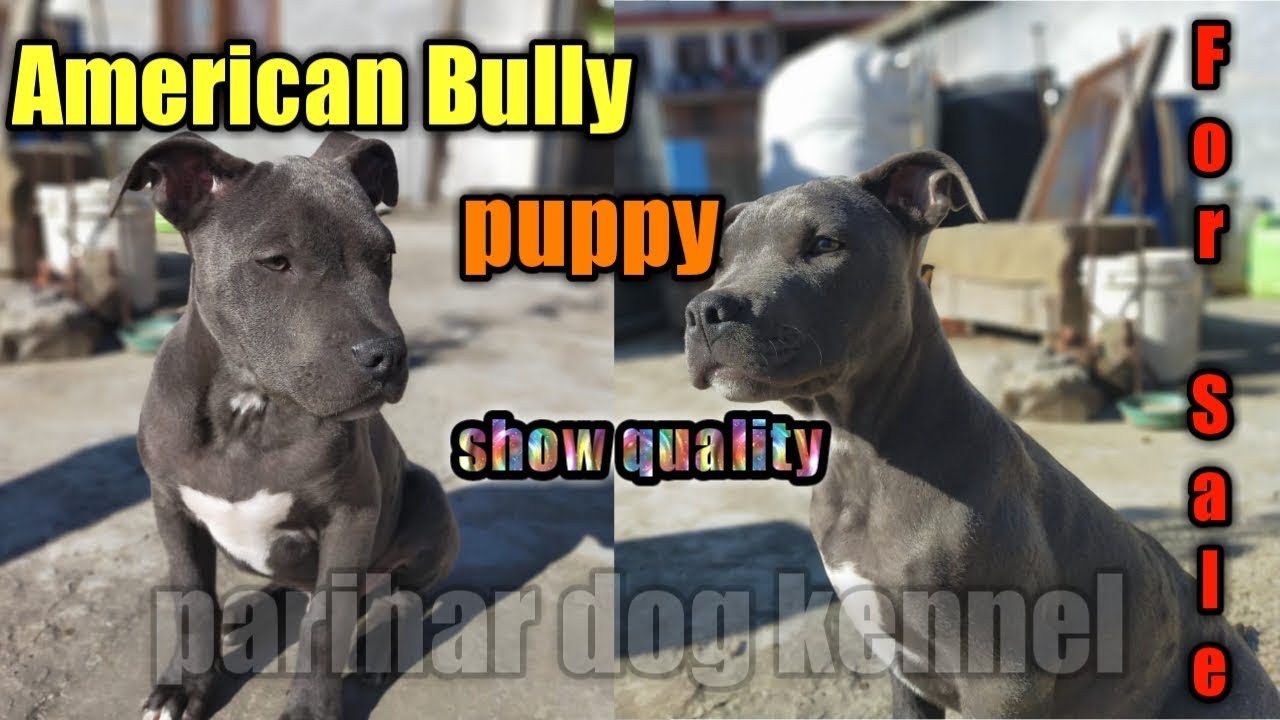 American Bully Puppy For Sale American Bully Gwalior Pet Shop American Bully Puppy Youtube