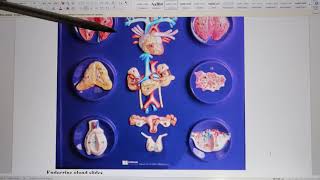 ACC Biol2404 IntroA&P Lab16 Endocrine Lab Instructions
