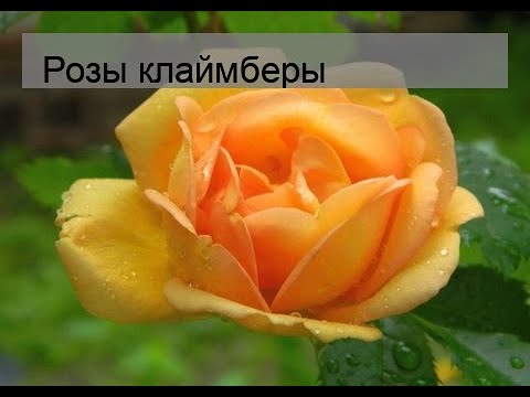 Розы клаймберы - YouTube