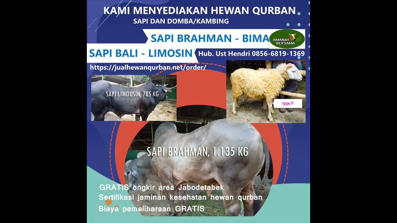 0856-6819-1369 (IM3-WA) Jual Sapi Kurban, Jual Sapi Bali - YouTube