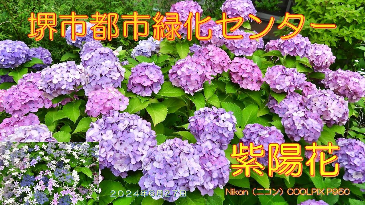 堺市都市緑化センターの紫陽花（2024年6月27日） - YouTube