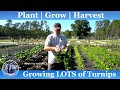 How to Plant Turnips, Grow Turnips, and Harvest Turnips