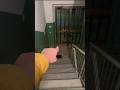 C’È IL MOSTRO DI 99 NOTTI CHE HA IL RAFFREDDORE SULLE SCALE DI CASA! #shorts #roblox #fortnite #ps5