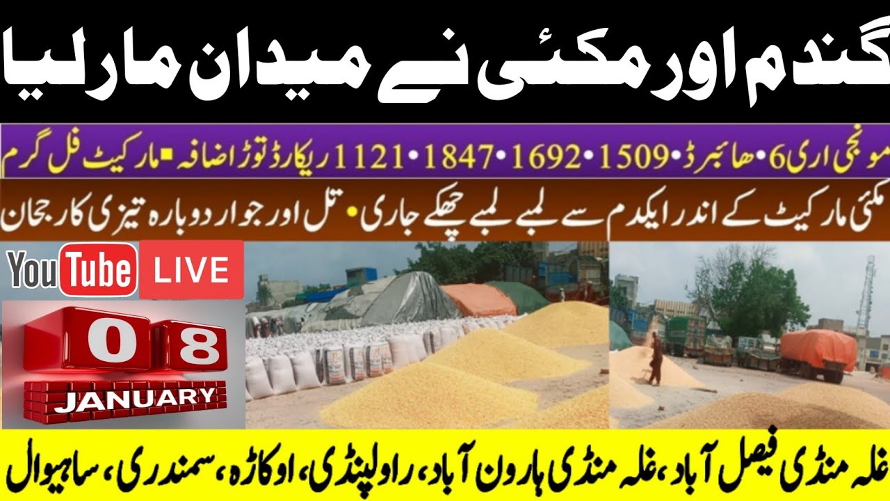 Today wheat price | punjab 2025/ گندم کا ریٹ| Makki munji ka rate today ...