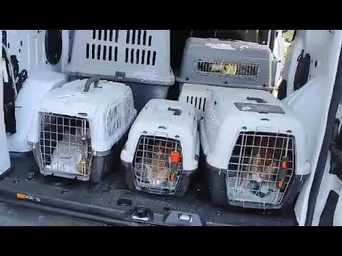 Rescued Kittens and Dogs - First Neutering of the New Year - 19th January
