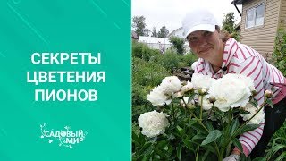 Секреты цветения ПИОНОВ. Рождение пиона. Почему пионы не цветут.