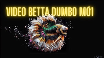 Cá Betta Halfmoon Đẹp - Video Mới 12/3 - Betta Sales