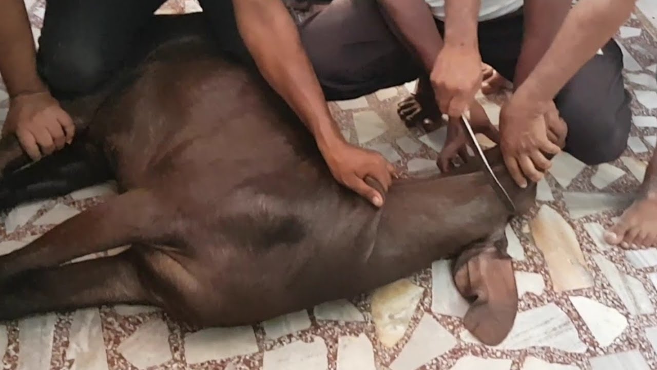 Beautiful Bakra Qurbani || Heavy Bakra Qurbani || Bakra ...