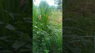 krosek krosek sembunyi di balik rumput pachong