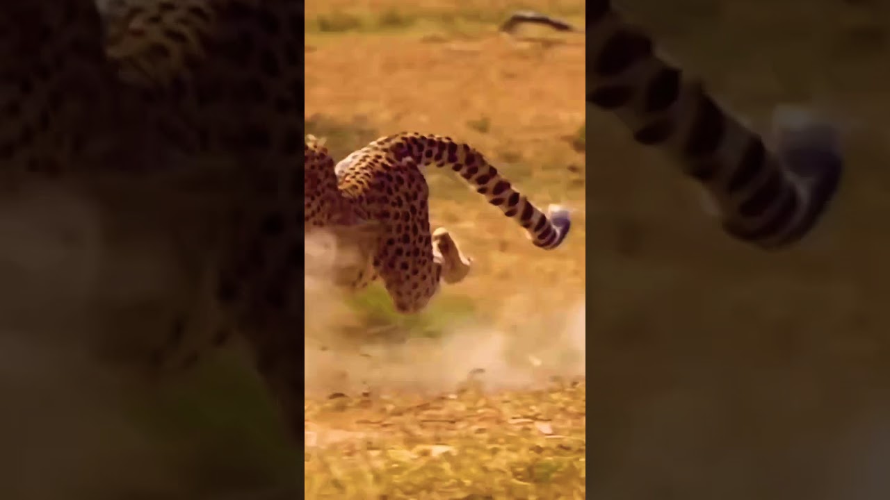 jaguar actual speed | fastest animal of the world 🔥