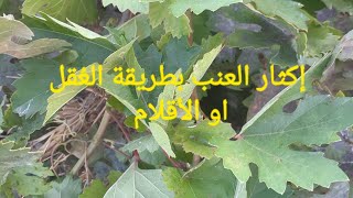 زراعة العنب بطريقة العُقل او الأقلام ، #زراعة_العنب ، #grapes