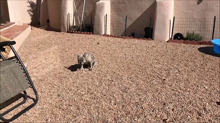French Bulldog Burnout