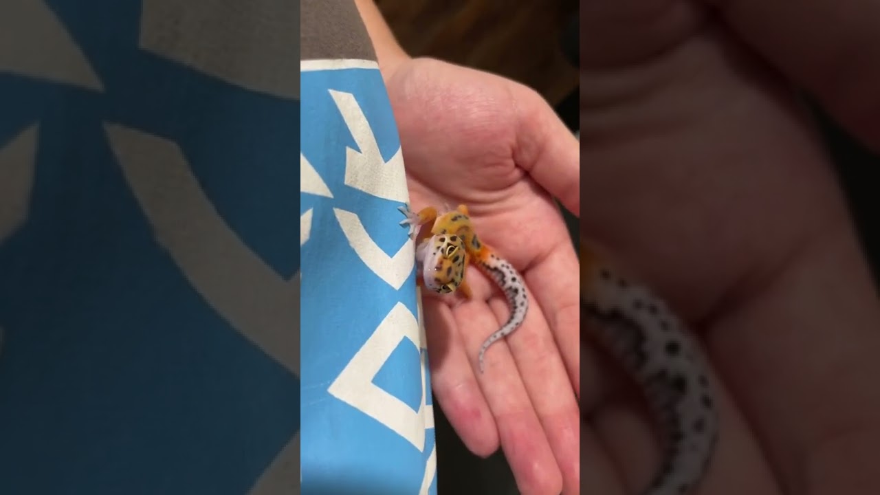 Emerine Clown Cross Leopard Gecko Baby 