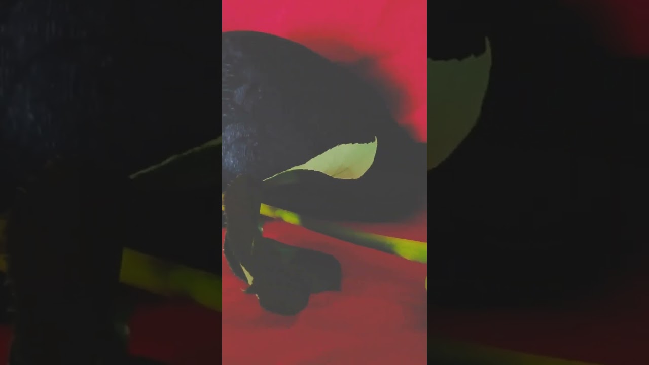 PREMATURE live on kickstarter! Now with a velvet texture 🥰 