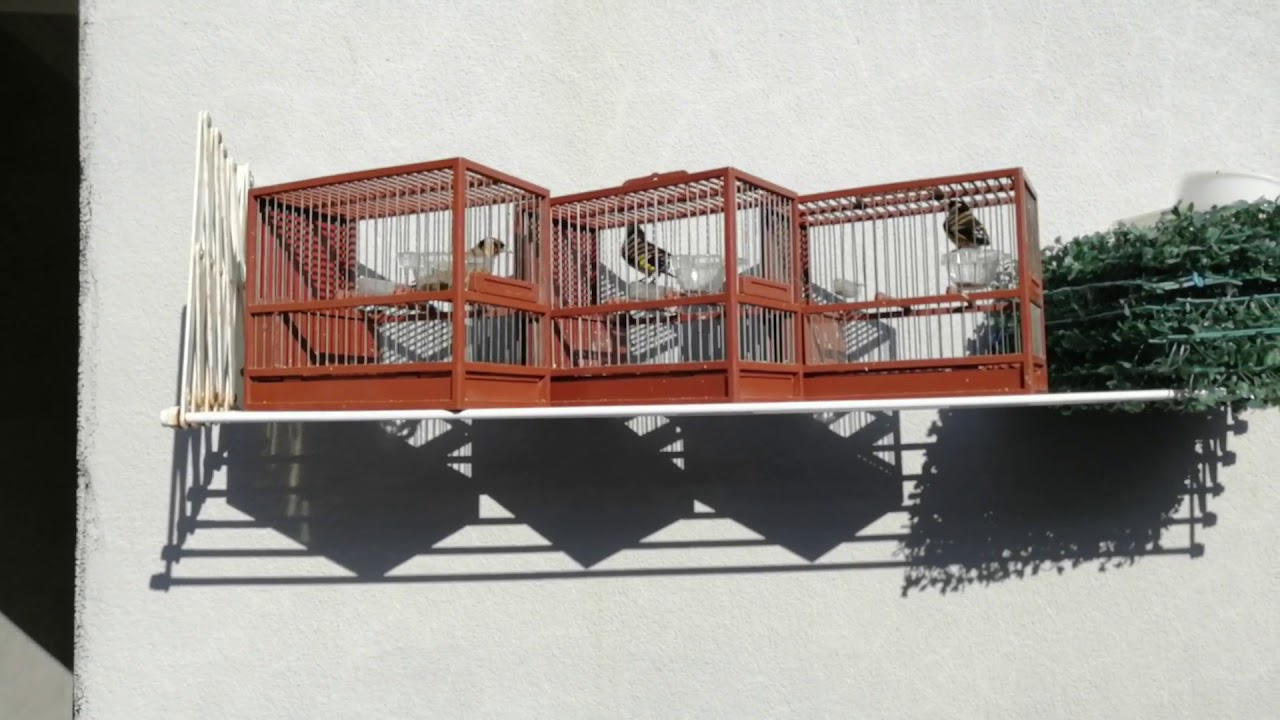 تفريخ الكناري هل هومربح أو فقط هواية