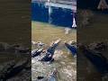 Gator feeding frenzy at Gatorland #shorts #video #viral #scary #animals #trending