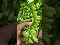 New Grapes Tree Planting Methods To Harvest Grapes! #shorts #satisfying #farming