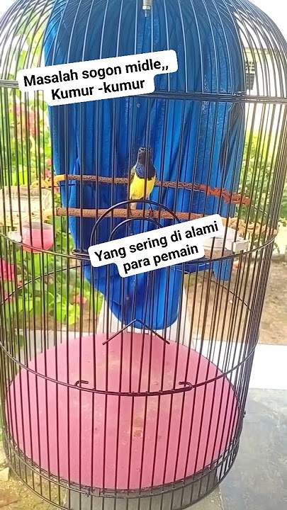 Penyebab sogon kumur kumur midle#sogon #ngeriwik #ngleper #kicaumania #sogonprestasi #sogonmuda #fyp