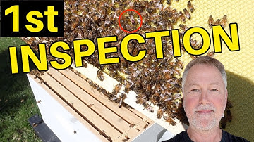 Tips van een imker voor het inspecteren van uw nieuw geïnstalleerde bijenvolk