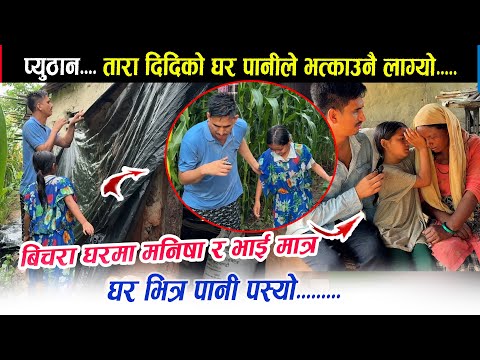 प्युठान... तारा दिदिको घर पानीले भत्काउने अबस्थामा। बिचरा मनिषा छोरी एक्लै घरमा त्रिपाल लगाउदै।