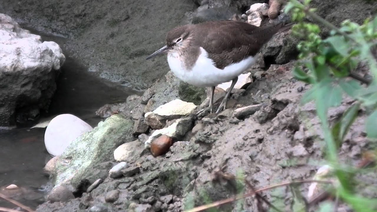 磯鷸(Common Sandpiper)