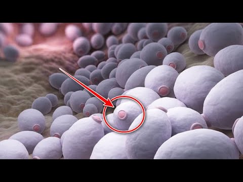 Βίντεο: Βακτηριακή λοίμωξη στα αμφίβια