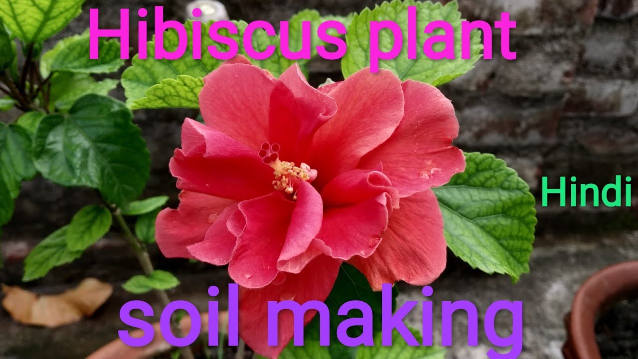 Hibiscus plant care, prepare soil and grow Hibiscus flower plant