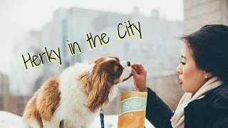 Herky in the City | Montreal, Canada | Cavalier King Charles Spaniel