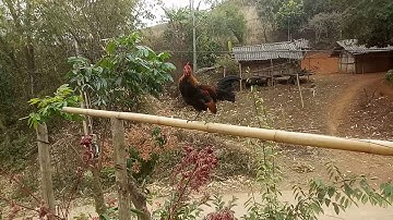 Me nyuam qaib 4hli xwb qau lawn. Ga con 4thang da biet gay roi