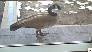 Bird Feels Shit Coming