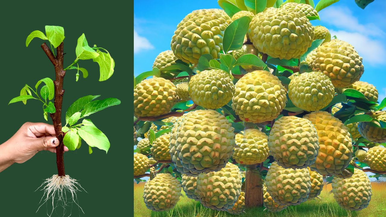 New idea To grafting sweetsop tree in pumpkin;Has a lots of Amazing