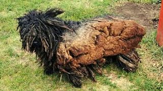 This Dog Looked Like A PIECE Of WOOD- We Had To Sedate Him by Man's Best Friend 3,191,869 views 5 months ago 43 minutes