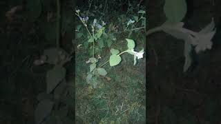 mti wa kutoa uchawi au nyama ya kichawi. waspno 255745382890