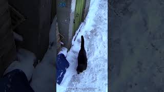 The best defense is a good offense #shorts #funny #funnyvideo #cat