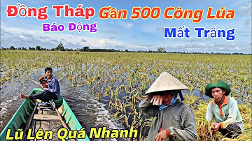 ĐỒNG THÁP Báo Động Gần 500 Công Lúa Chìm Trong Biển Nước Chỉ Sau Một Đêm Khi Nước Lũ Dân Cao