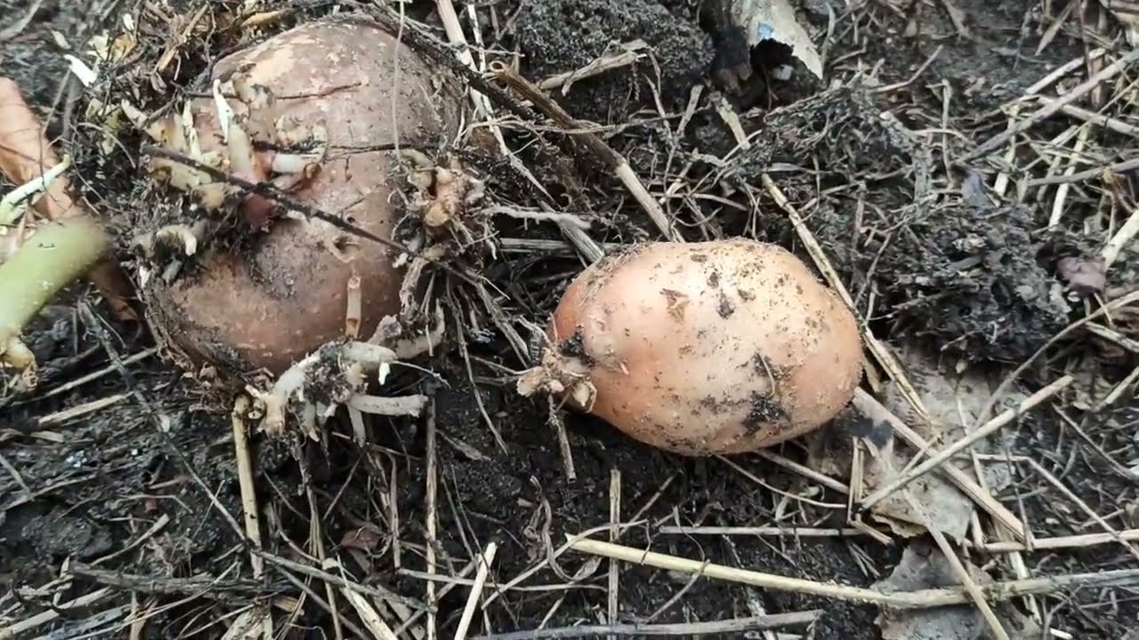 Мой эксперимент по выращиванию картофеля под слоем сена. 