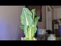 Fear No Waste: Re-Grow Vegetables from Kitchen Scraps