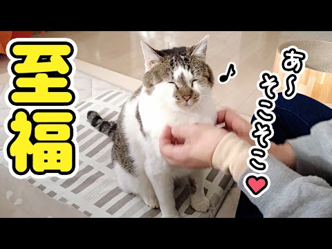 朝のお手入れタイムが楽しみでたまらない猫【お手入れルーティン】