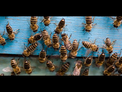 וִידֵאוֹ: מדוע דבורים וצרעות חולמים