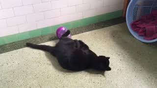 Black Beanie Bam-Ba-Lam Reviews Kong Cat Toy