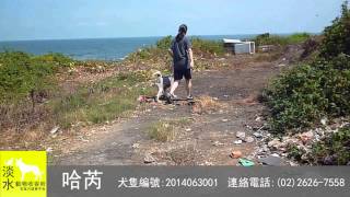 20140630哈芮-淡水動物收容所