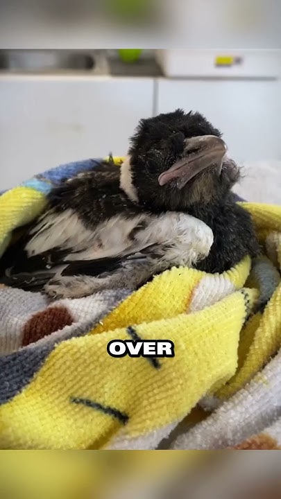 Man #39 s act of kindness saves baby magpie #39 s life ️ YouTube Man #39 s act of kindness saves baby magpie #39 s life ️ YouTube