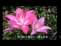 永遠の花 (島津悦子) Cover 渡辺幸子