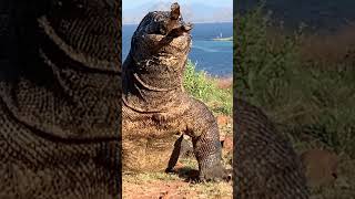amazing dragons😱😱