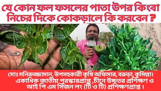পাতা কোকড়ানো রোগ দমন। Leaf Curling Disease In Capsicum, Chili Pepper &Tomato Plants। How To Cure It?