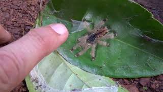 Pink toe tarantula spiderling in the wild! by bugsnstuff 1,969 views 10 months ago 56 seconds